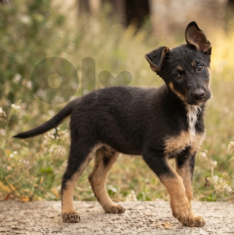 puppy German Malinois Shepherd