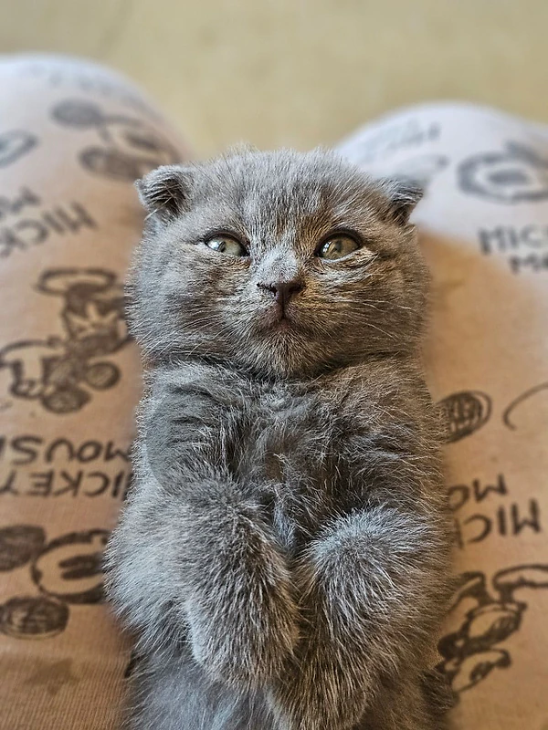 Scottish Fold female and British male 3 months