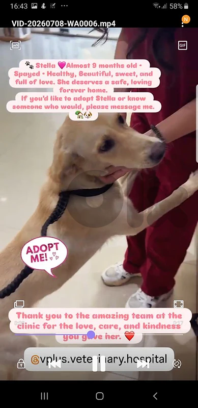 dog labrador for adoption dog labrador for adoption