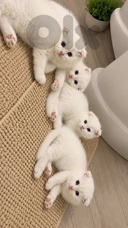 White scottish kittens