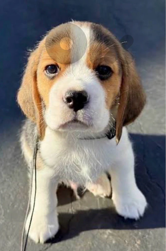 beagle boy and girl available beagle boy and girl available