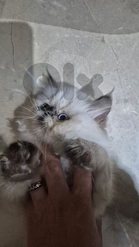 Best kitten