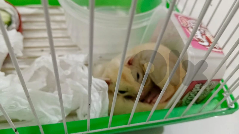 sugar glider for sale