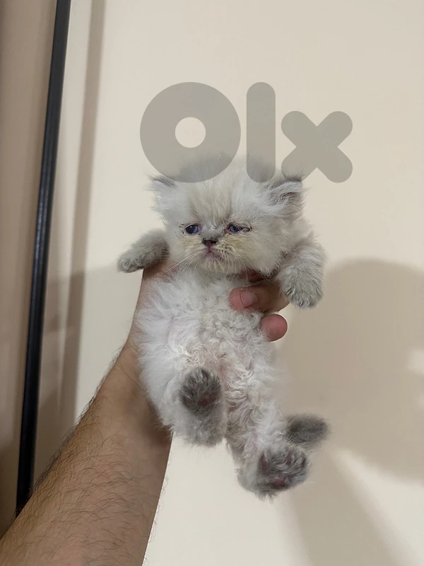 persion kitten