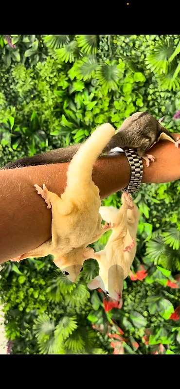 sugar glider, guinea pig, hamster