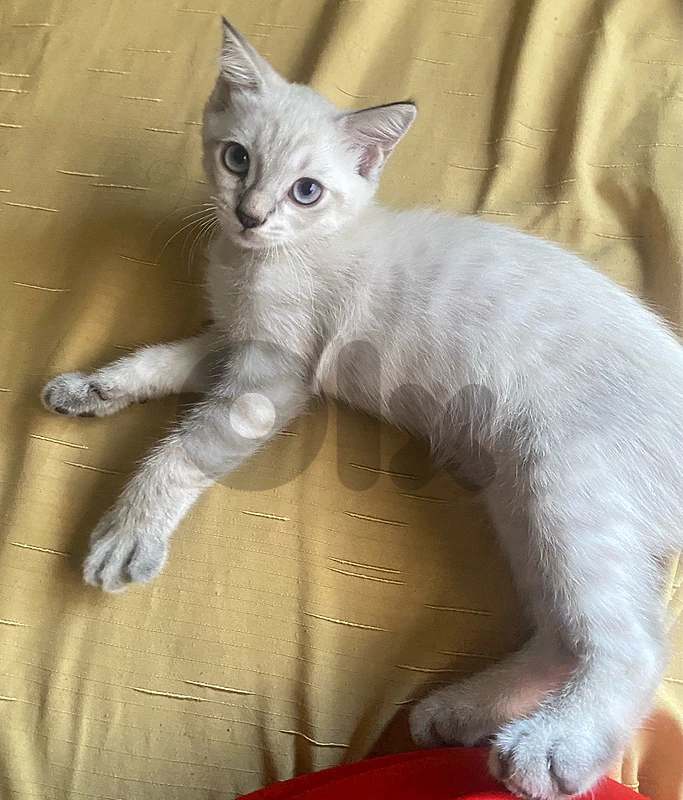 2 male kitten , for sale