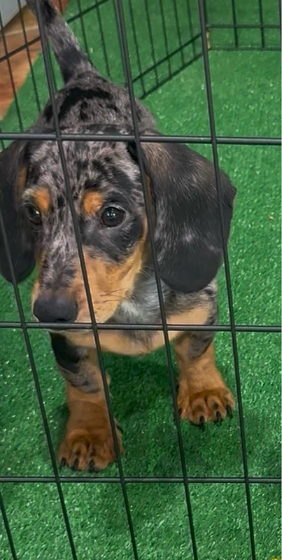 Rare Dachshund dapple color imported available in store & delivery