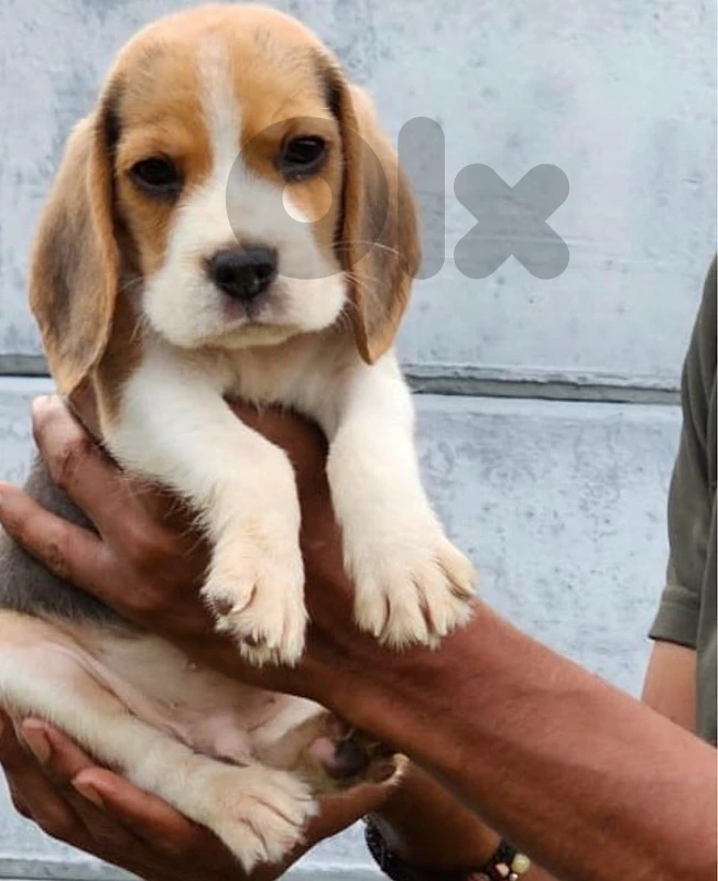 beagle beagle