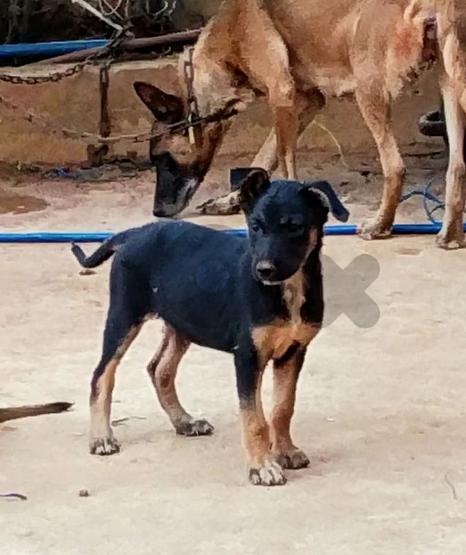 puppy German Shepherd Malinois