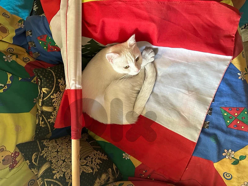 turkish angora