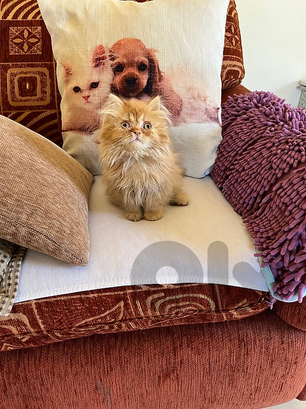 persian cat for sale!