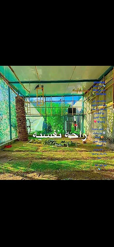 تجارة طيور
