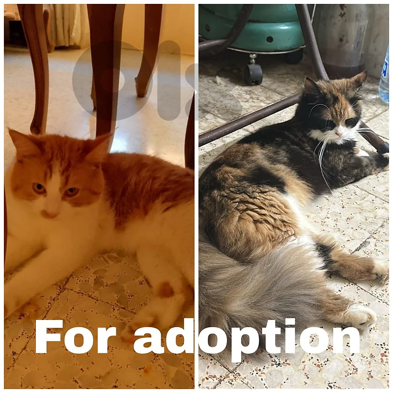 cats for adoption