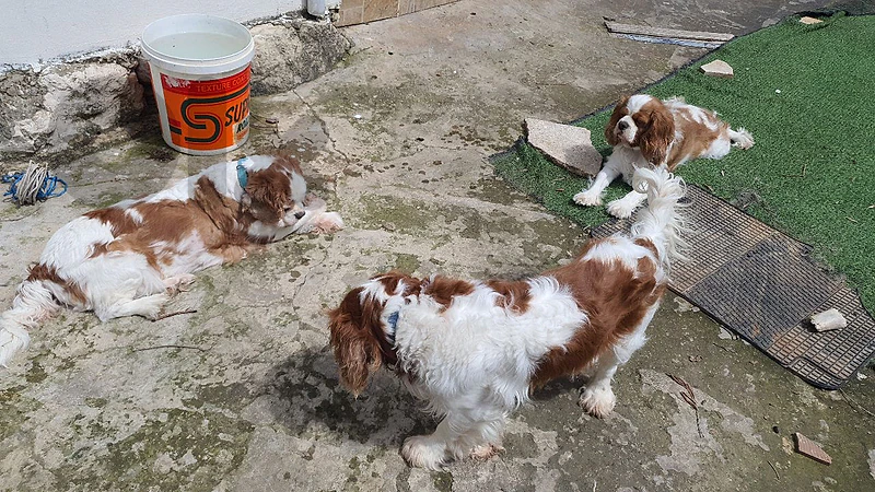 cavalier  king charles 76 007297
