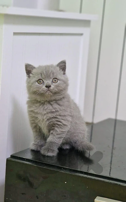 pure British kitten HIGHEST QUALITY