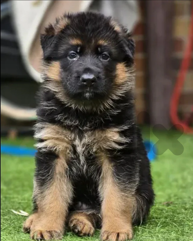 German shepherd short hair German shepherd short hair