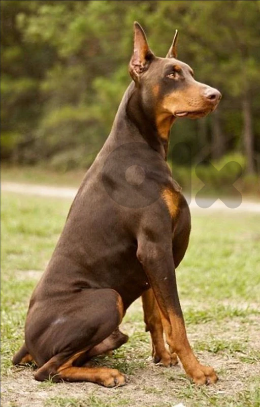 doberman europe doberman europe