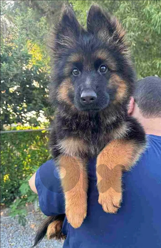 german shepherd german shepherd