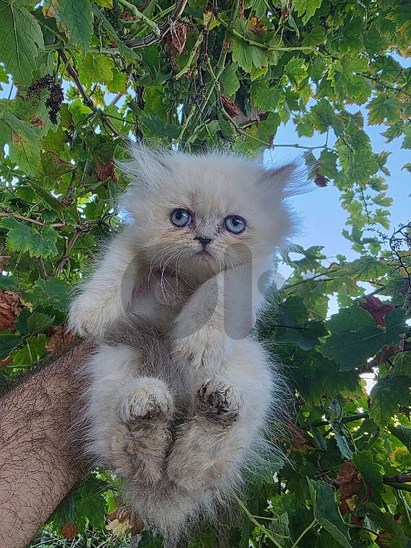 kittens male & female