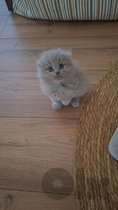 scottish fold