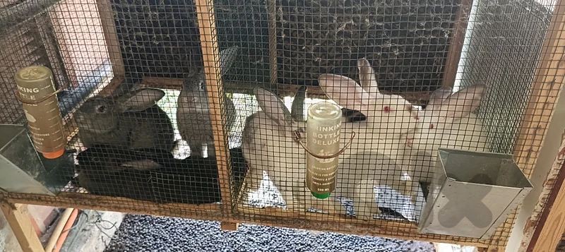 rabbit 3 month