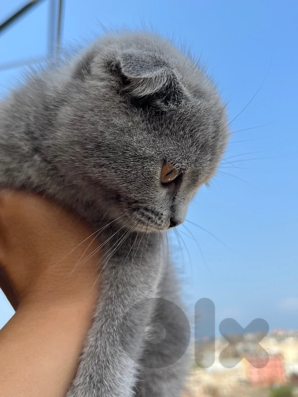 scottish fold grey 3omra shahren