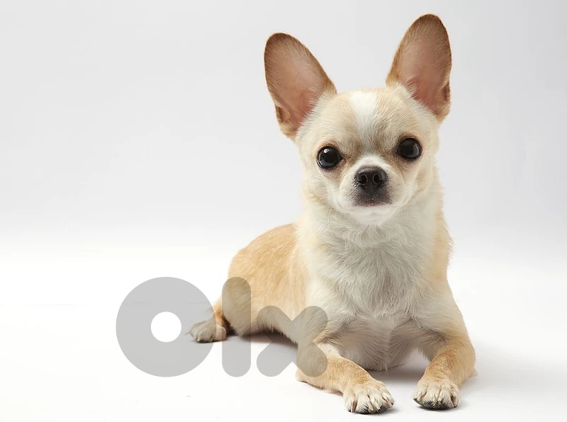 Chihuahua Puppy Available Now