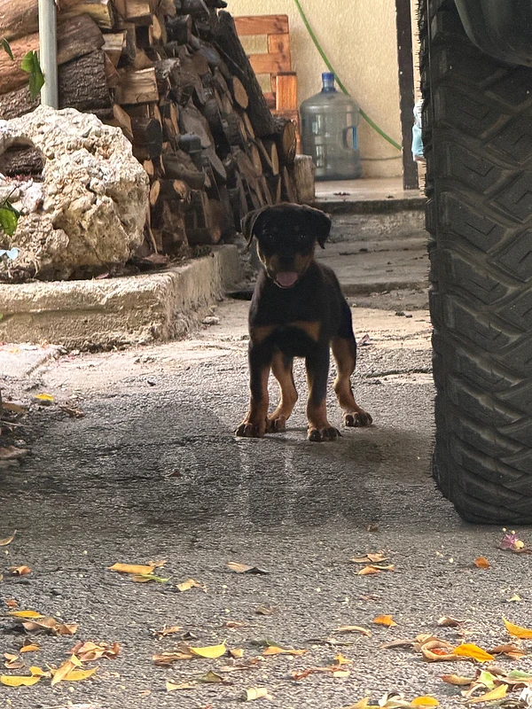 ROTTWEILER