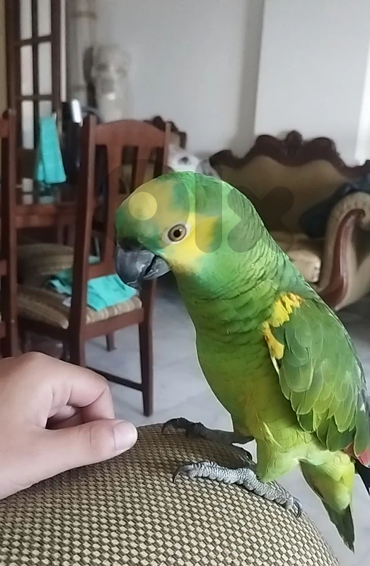 blue fronted amazone