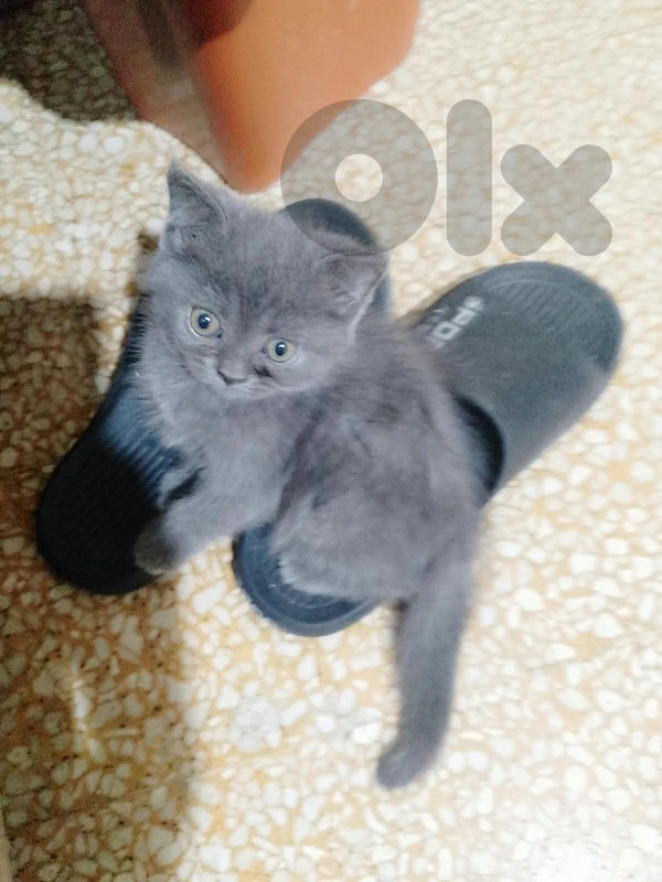 kitten for sale