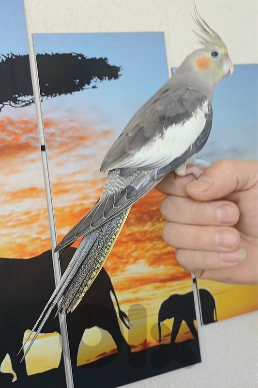 verry friendly cockateil
