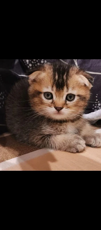 Scotsh Gold and silver kittens/ cats