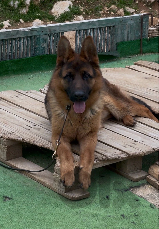 Male German Shepherd – Pedigree & Champion Bloodline