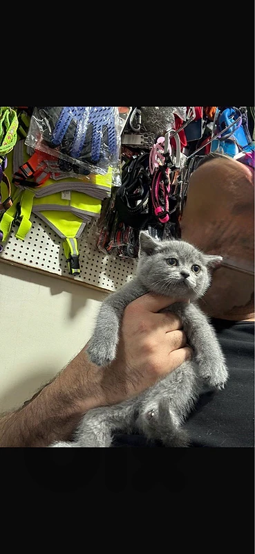 Pure british kittens blue eyes
