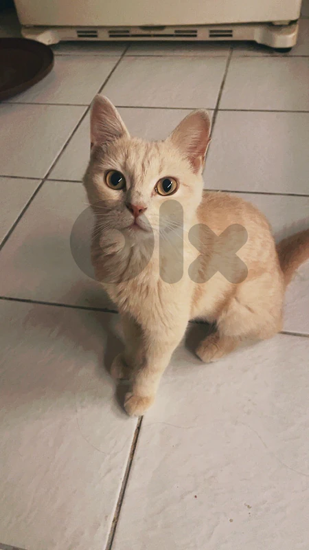 Angora cat