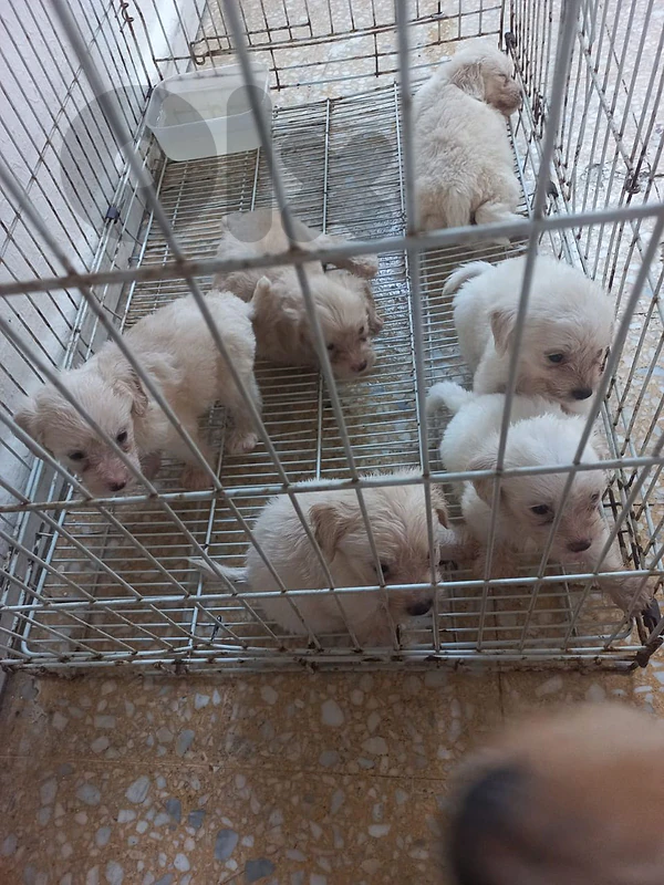 bishon puppy
