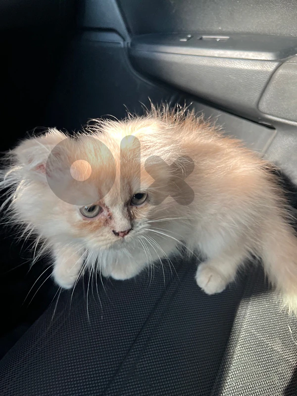 scottish fold سكوتتش فولد قط