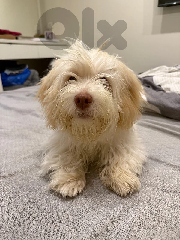Bishon male 6 monnth for sale!
