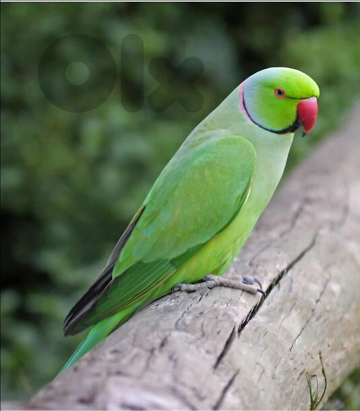درة هندي