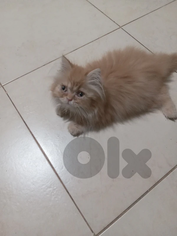 kitten