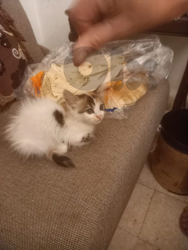 بيروت طريق جديدة