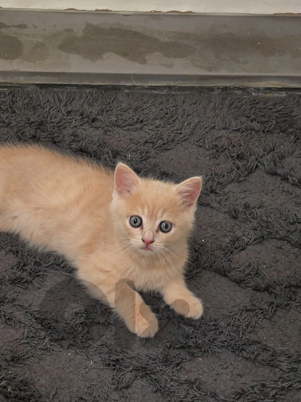 british gold kitten