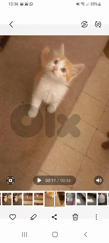 بسينات للتبني
