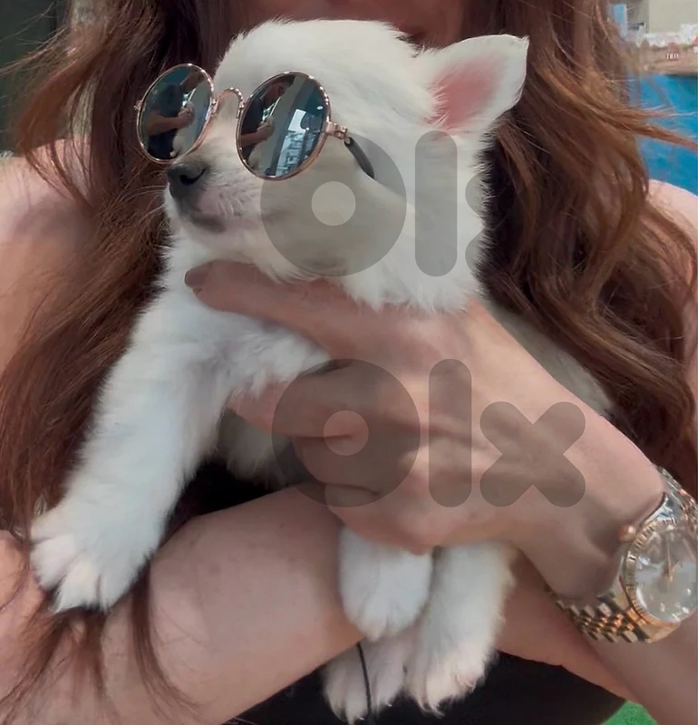 Loulou puppy available cute / Delivery available / Dog/ كلاب جرو كلب