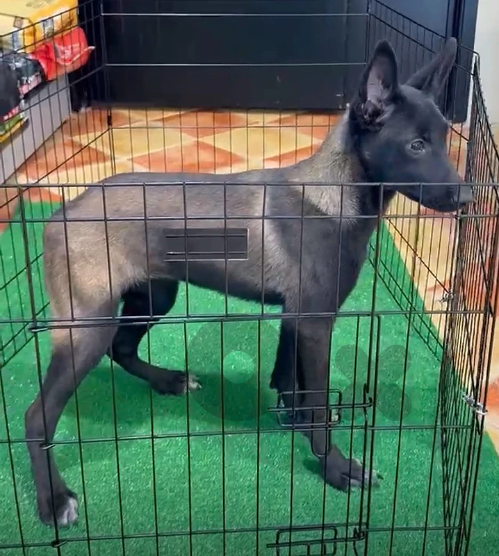 Unique Belgian Malinois available in store