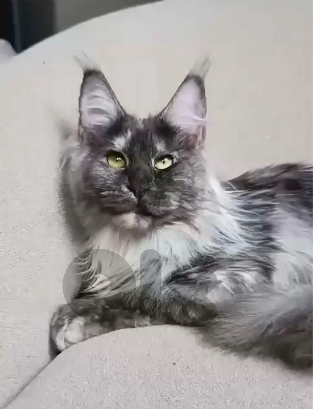 Unique big size Maine Coon available in store & delivery (Mainecoon)
