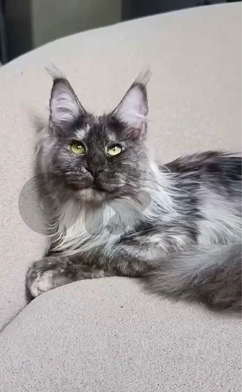 Beautiful gigantic Maine Coon AVAILABLE