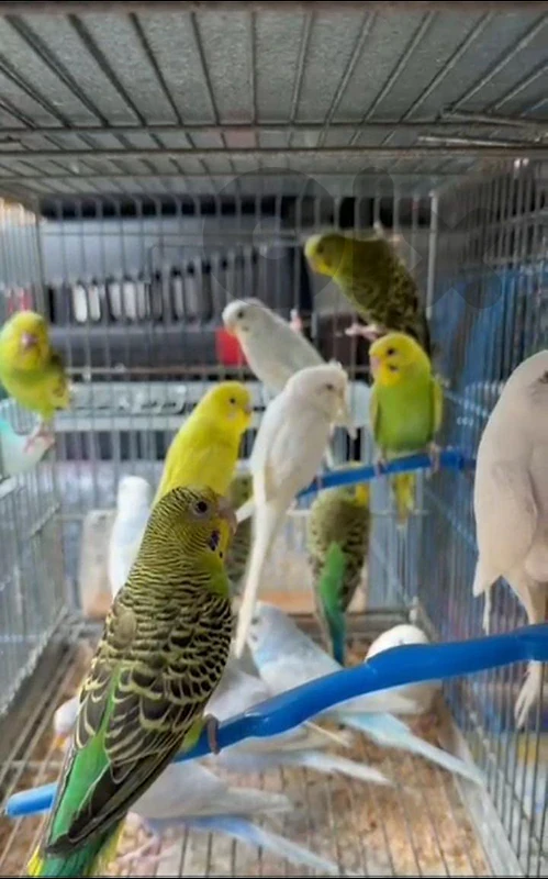 طيور حب بادجي