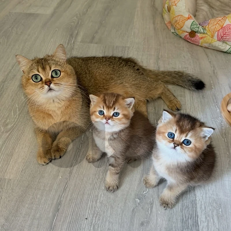 gold kitten