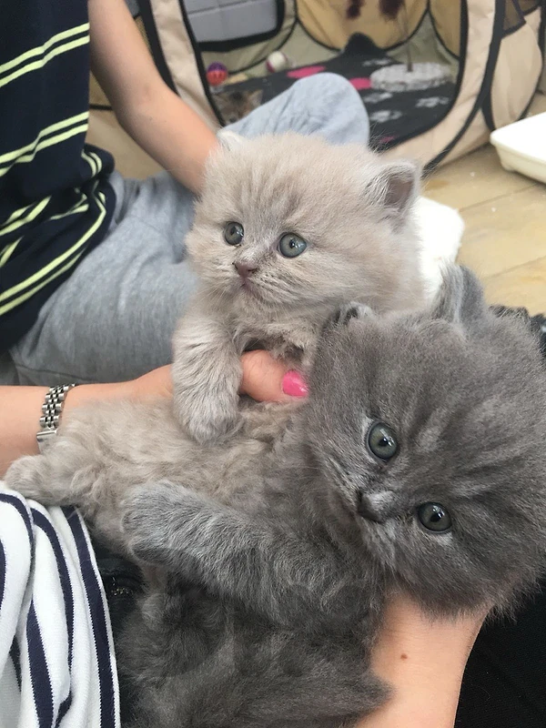 british gray